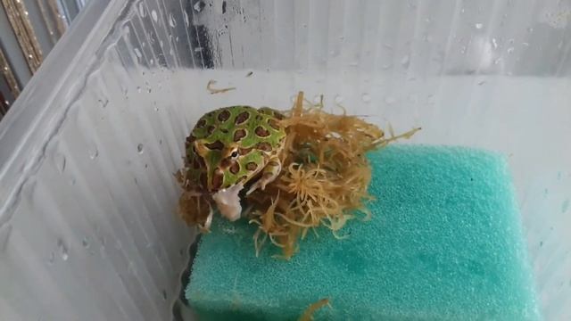 Кормление Лягушки рогатки Кранвелла Ceratophrys cranwelli смотреть онлайн