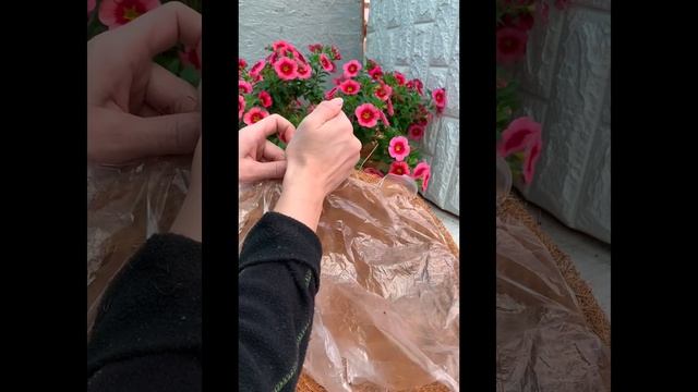 Посадка Калибрахоа в кашпо из коковиты, секреты сохранения красивых кашпо смотреть онлайн