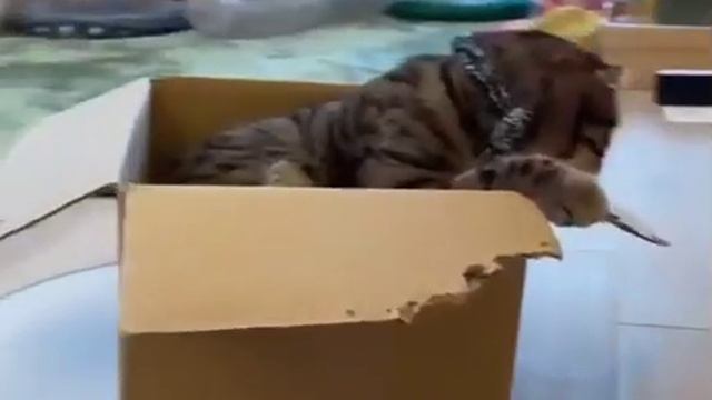 Видео,приколы,юмор,смех смотреть онлайн