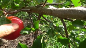 Яблоня ГАЛА МАСТ / Эталон вкусовых качеств