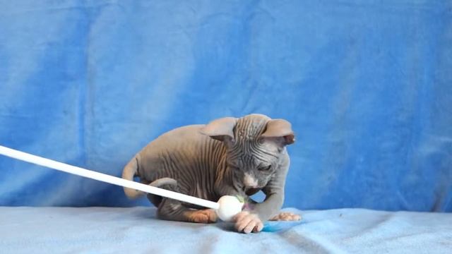 ETEREO Канадский сфинкс голубой биколор - кот смотреть онлайн