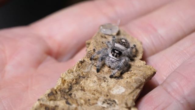 REAL LIFE Lucas The Spider - Setting up the enclosure смотреть онлайн