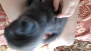 как ухаживать за котенком / вопросы и ответы