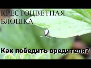 Как избавиться от крестоцветной блошки на огороде? 3 самых проверенных способа.