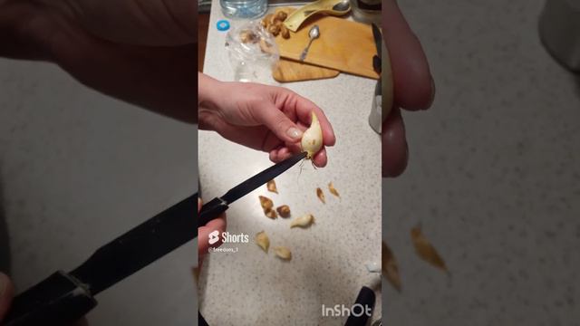 размножение луковичных растений