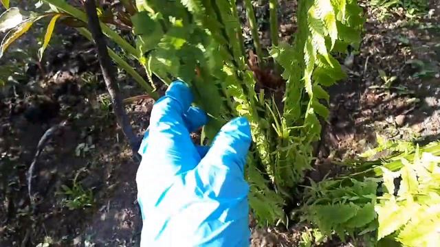 Подмерзли многолетние  растения