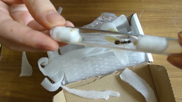 Мои муравьи-портные. Oecophylla Smaragdina