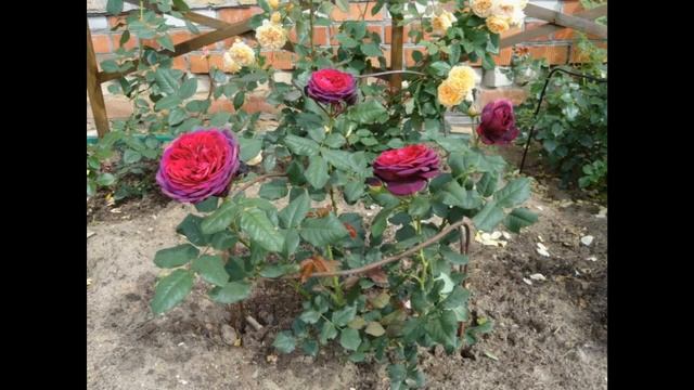 Astrid Grafin Von Hardenberg  (Графини роза)