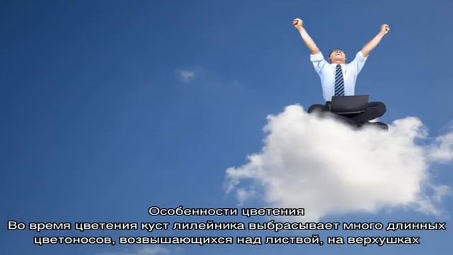 Как отличить лилейник от лилии смотреть онлайн