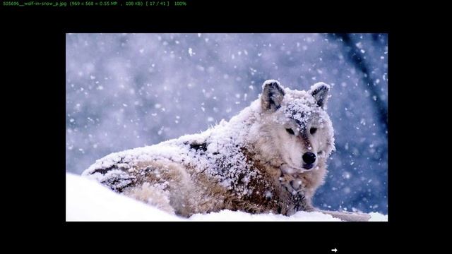 показ крутых фоток плюс животные смотреть онлайн