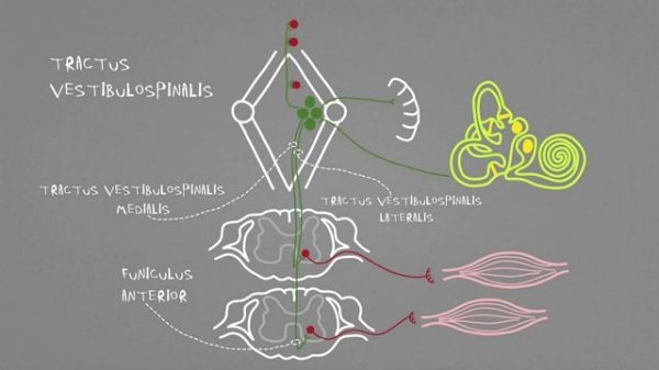 Экстрапирамидные пути: tr. vestibulospinalis, tr. rubrospinalis, tr. tectospinalis