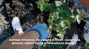 ЗИМОСТОЙКАЯ ГОРТЕНЗИЯ для УРАЛА,  МЕТЕЛЬЧАТАЯ! ПОСАДКА/ЧЕТЫРЕ СОРТА НОВОЙ ГОРТЕЗИИ /КРАСОТА