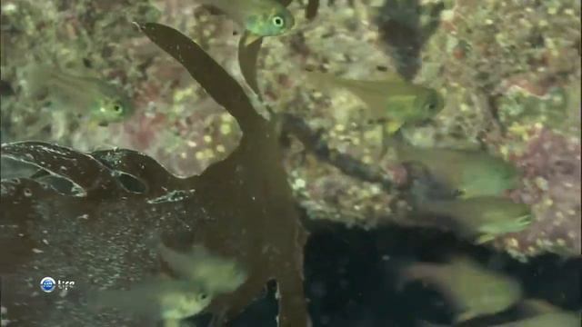 Как и зачем издают звуки большеглазки из рода Каталуфы — Pempheris Cuvier, 1829 ? смотреть онлайн