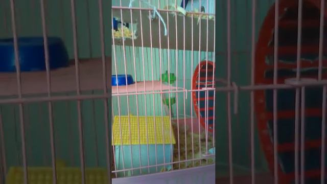 Что нужно для хомяка и как выглядит моя клетка смотреть онлайн