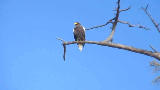 Дальневосточный гордый Орел смотреть онлайн