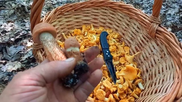 Субота 29 липня "НАБРАВ" лисички.. БІЛІ ГРИБИ..Червоняки Кошику добряче Є!!! смотреть онлайн