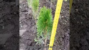 Туя Хозери западная: описание, посадка и уход