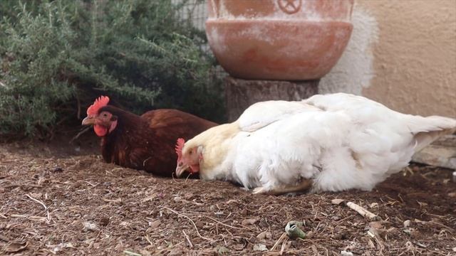 Just CHICKENS [dog tv, background, relaxing nature sounds] смотреть онлайн