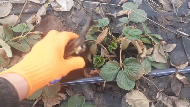 Клубника Альбион после сильных морозов и как не остаться без урожая после весенней чистки листьев смотреть онлайн