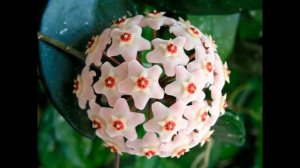 Комнатные цветы, которые приносят счастье, любовь и семейное спокойствие