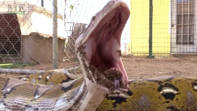 PYTHON VS KING COBRA - WHO WILL WIN A FIGHT IN TELUGU | Mother Earth Channel | Python | king cobra смотреть онлайн