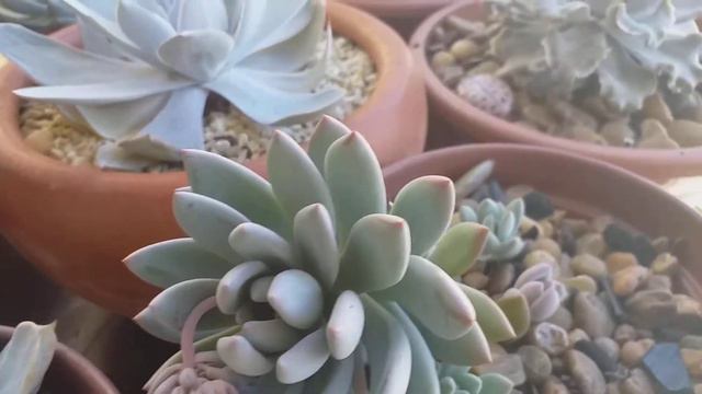 Echeverias com pruina/branquelas da minha coleção 😍🤗echeveria cante ,echeveria moondust....... смотреть онлайн