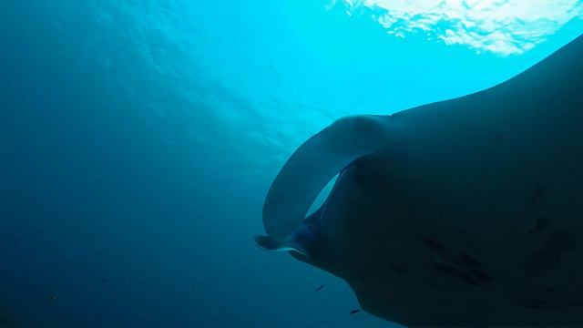 Diving with Manta Rays in Komodo National Park, Indonesia смотреть онлайн