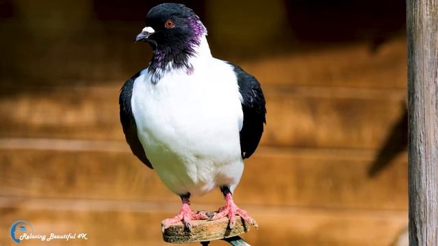 Красивая Мелодия До Слез! Нежная Музыка, Успокаивает Нервную Систему И Радует Душу смотреть онлайн