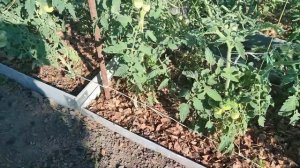 Как подвязать высокорослые томаты в открытом грунте Высота кустов не помеха