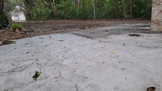 ? Походы в ДЖУНГЛИ ПАНАМА СИТИ. Прогулка в заповеднике Metropolitan Natural Park Центральная Америк смотреть онлайн