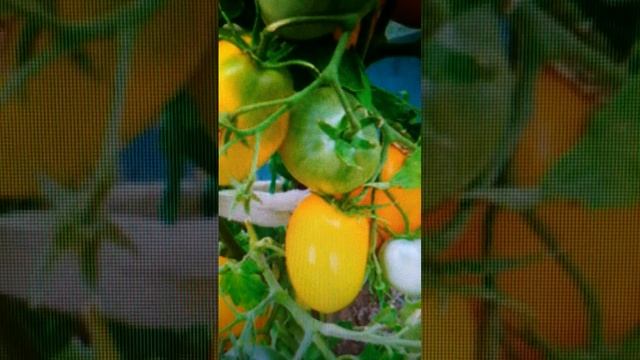 Томаты для открытого грунта. Томат Буян жёлтый (Боец)!