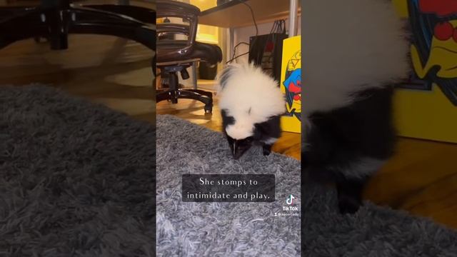 Info on domestic skunks. #ataritheskunk #skunk #skunks #animals #pets смотреть онлайн