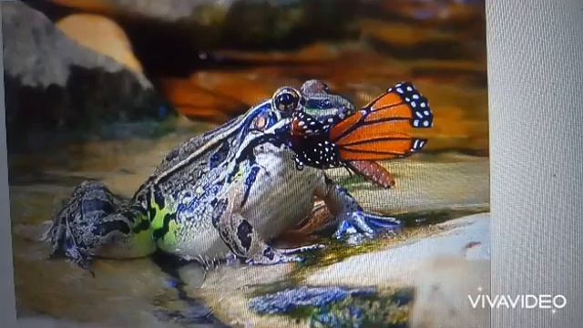 Забавные Зверушки