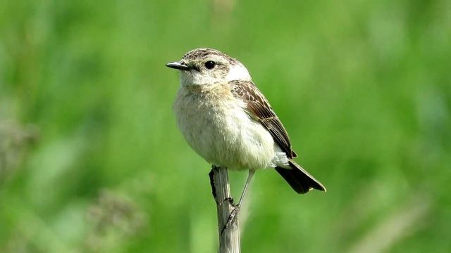 Кто прячется в траве? Птенцы - Чекан черноголовый смотреть онлайн