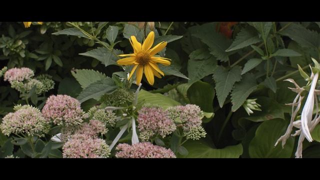 Canon EOS M + Meike 25 Mm 1.8 (test Video)