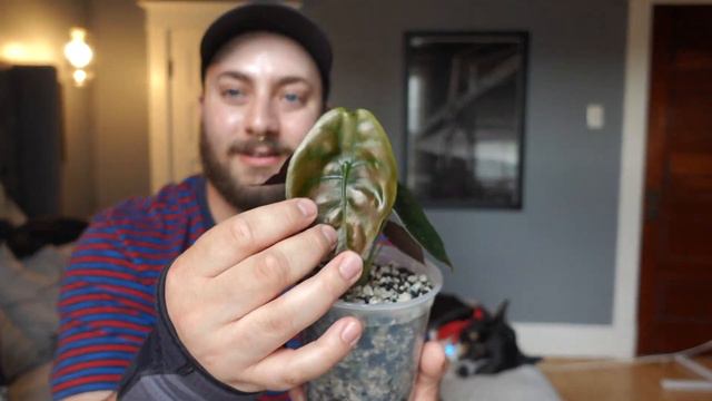 Uncommon Plant haul! | June 2021 смотреть онлайн
