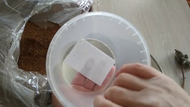 Экспресс-всходы пиона древовидного.Часть 1 смотреть онлайн