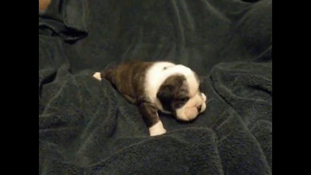 AKC Red English Bulldog Precious Girl1 12.4 смотреть онлайн