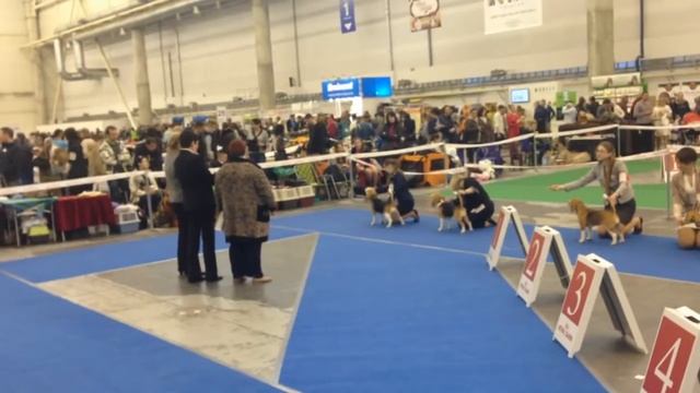 Бигли. Класс юниоров сук на выставке 23.04.16 "Золотые Ворота 2016" смотреть онлайн