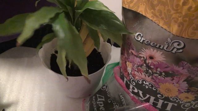 #NENAVLOG: 02.12.2018 ПОСЛЕ ТРЕНИРОВКИ| ОБЕД| ПОДАРОК СЕСТРЫ | ПЕРЕСАДКА ЦВЕТОВ смотреть онлайн