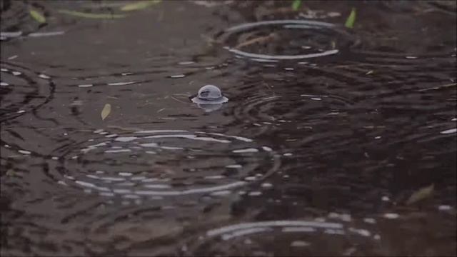 231. Python spirit (part 2) смотреть онлайн