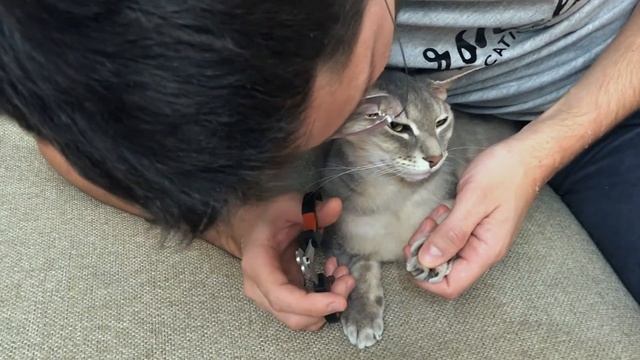 Как подстричь когти кошке | How to cut a cat's claws смотреть онлайн