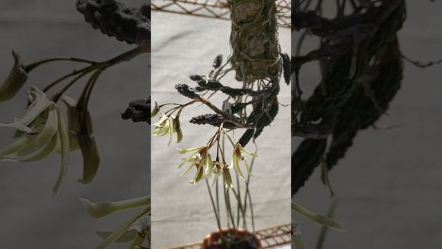 dendrobium cucumerinum/Dockrillia cucumerina смотреть онлайн