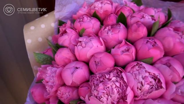 51 ярко-розовых пиона смотреть онлайн