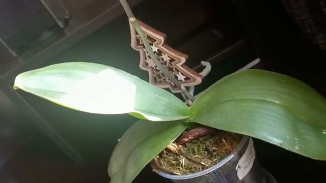 100% РЕЗУЛЬТАТ РЕАНИМАЦИИ ДВУХ ОРХИДЕЙ СО СЧАСТЛИВЫМ КОНЦОМ! ПРОСИЛИ!? ОТ РЕАНИМАЦИИ ДО ЦВЕТЕНИЯ!??