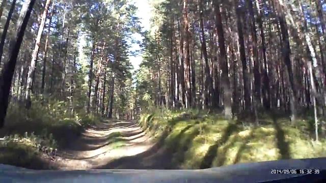 Встреча в лесу с косулей недалеко от озера Большой Кызыкуль смотреть онлайн