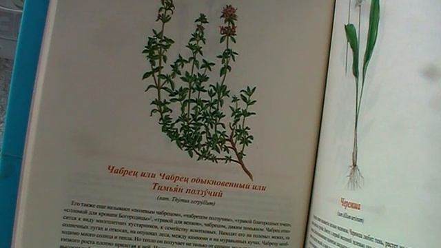 Чабрец полевой или песчаный.  Feld  Oder Sand  Thymian.  Lat.:  Thymus Serpyllum.  Мария Требен