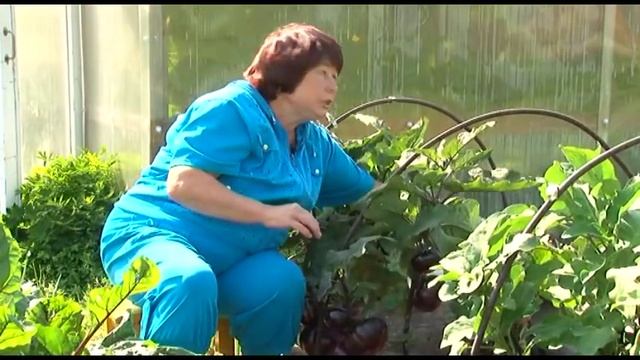 Томаты и баклажаны Натальи Мурашевой смотреть онлайн