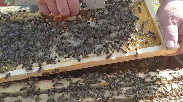 Прошло 10 дней после подстановки трутовых рамок смотреть онлайн