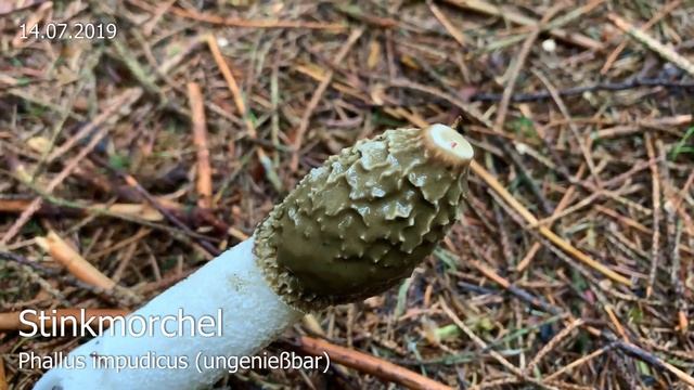 Pilze im Juli | 14.07.2019 | Aktuelle Funde + direkter Vergleich mit dem 10.07.2018 смотреть онлайн